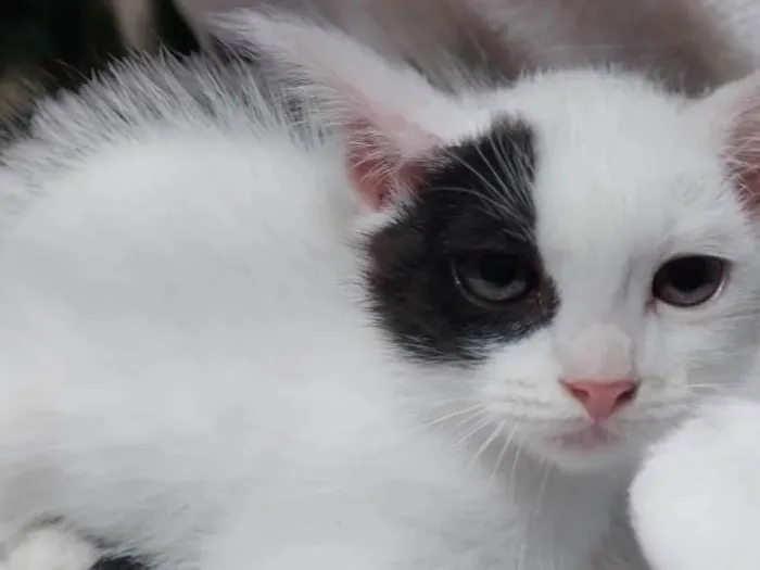 Gato ra a SRD-ViraLata idade Abaixo de 2 meses nome Pipoca