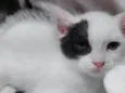 Pipoca