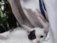 Pipoca