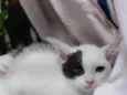 Pipoca