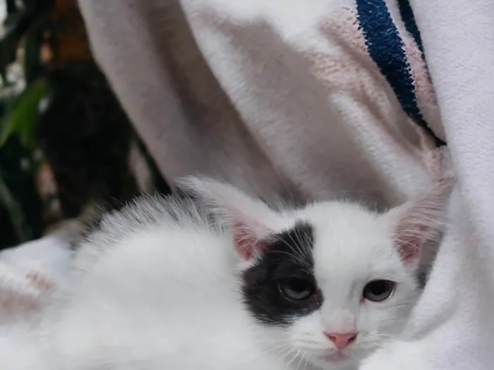 Gato ra a SRD-ViraLata idade Abaixo de 2 meses nome Pipoca