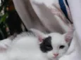 Pipoca