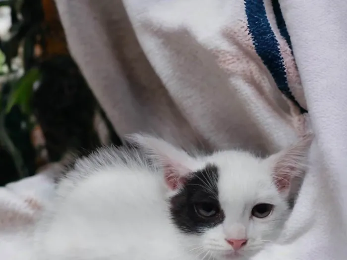 Gato ra a SRD-ViraLata idade Abaixo de 2 meses nome Pipoca