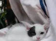 Pipoca