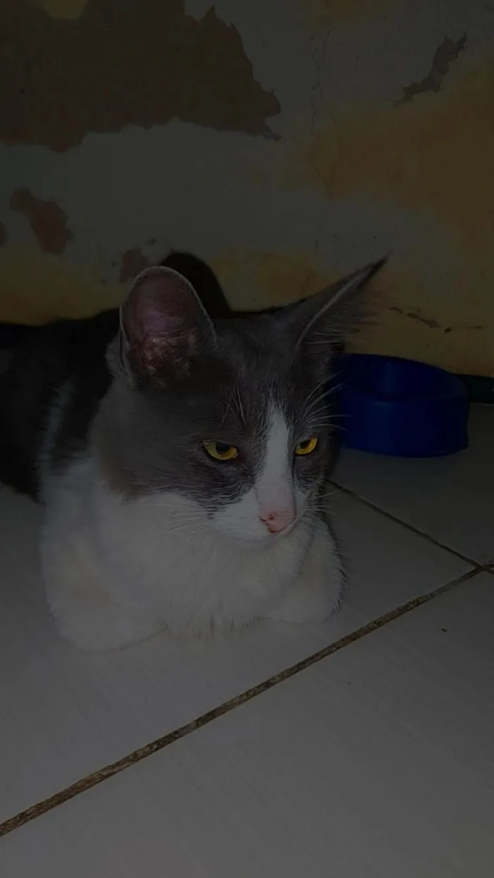 Gato ra a Raça peluda idade 2 a 6 meses nome Lala