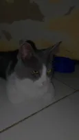 Lala