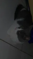Lala