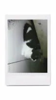 Lala