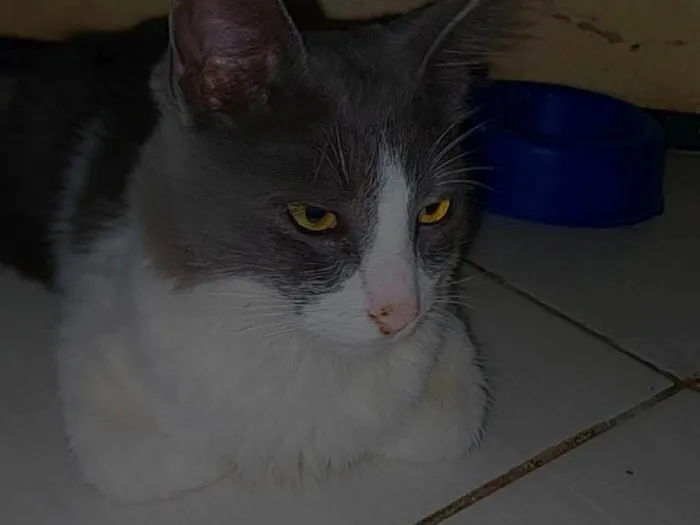 Gato ra a Raça peluda idade 2 a 6 meses nome Lala