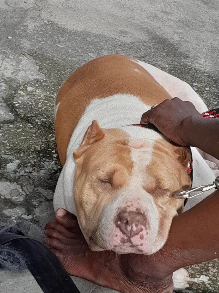 Cachorro ra a Pitbull American Bully idade 3 anos nome Shakira 