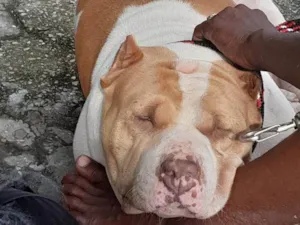 Cachorro raça Pitbull American Bully idade 3 anos nome Shakira 