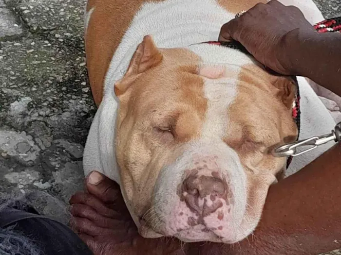 Cachorro ra a Pitbull American Bully idade 3 anos nome Shakira 
