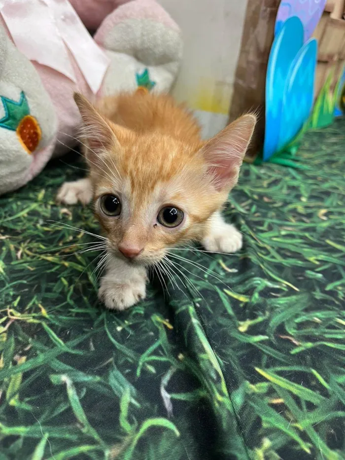 Gato ra a SRD-ViraLata idade Abaixo de 2 meses nome Filhotinho