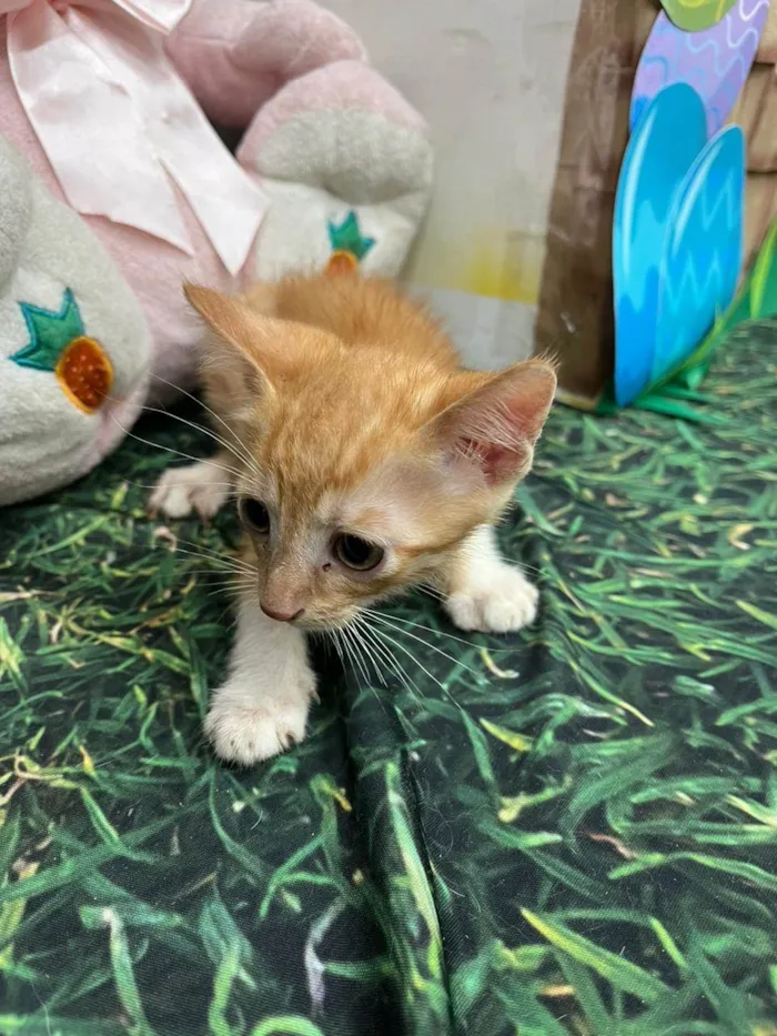 Gato ra a SRD-ViraLata idade Abaixo de 2 meses nome Filhotinho