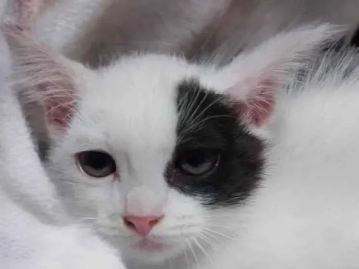Gato ra a SRD-ViraLata idade Abaixo de 2 meses nome Pipoca