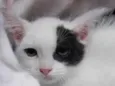 Pipoca