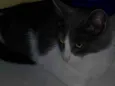 Lala