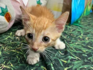 Gato raça SRD-ViraLata idade Abaixo de 2 meses nome Filhotinho