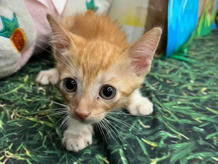 Gato ra a SRD-ViraLata idade Abaixo de 2 meses nome Filhotinho