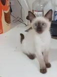 ISA