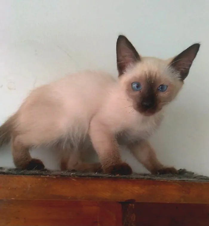Gato ra a srd "sialata" idade 2 a 6 meses nome ISA