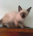 ISA