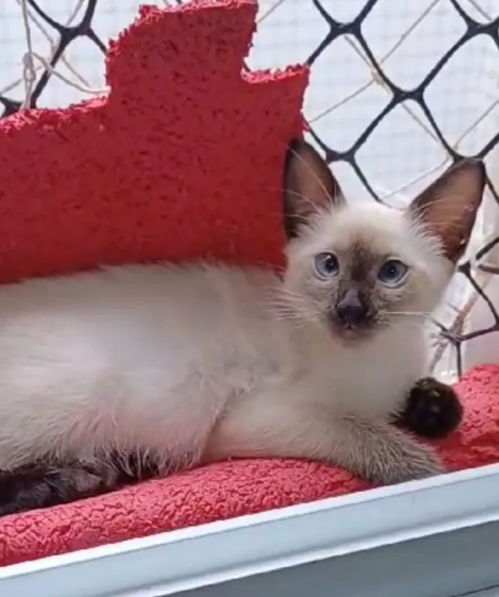 Gato ra a srd "sialata" idade 2 a 6 meses nome ISA