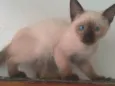 ISA