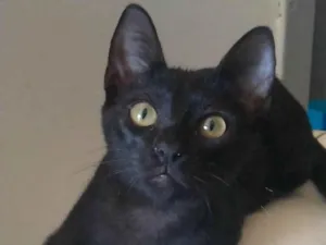 Gato raça srd idade 2 a 6 meses nome WILL