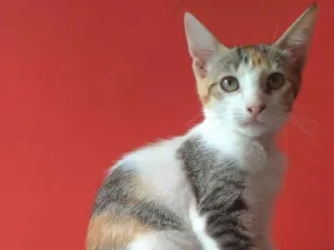 Gato raça srd idade 2 a 6 meses nome ALÍCIA