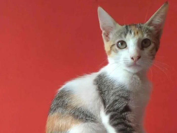 Gato ra a srd idade 2 a 6 meses nome ALÍCIA