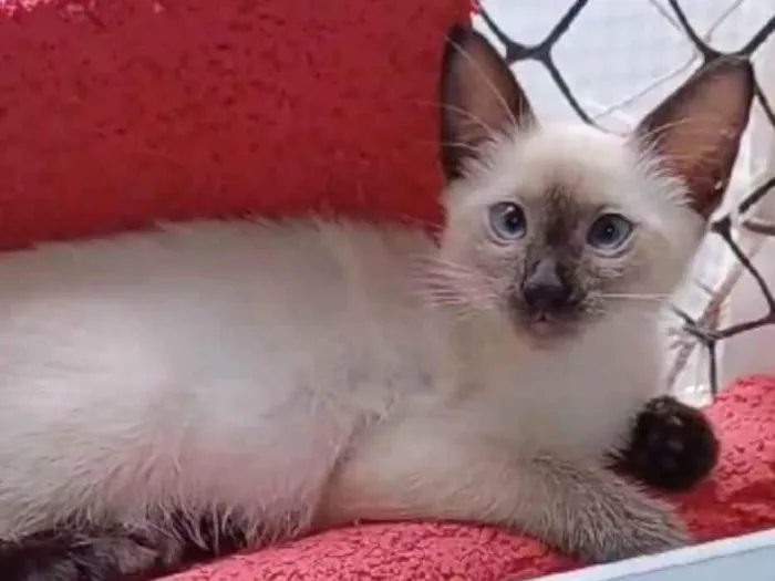 Gato ra a srd "sialata" idade 2 a 6 meses nome ISA