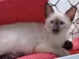 ISA