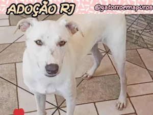 Cachorro raça SRD-ViraLata idade 2 anos nome Sofia