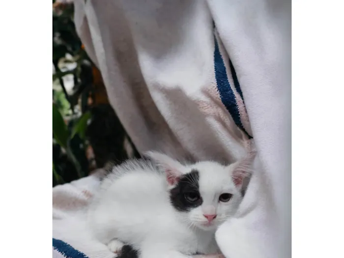 Gato ra a SRD-ViraLata idade Abaixo de 2 meses nome Pipoca