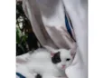 Pipoca