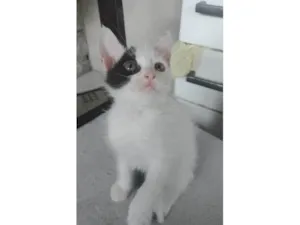 Gato raça SRD-ViraLata idade Abaixo de 2 meses nome Pipoca