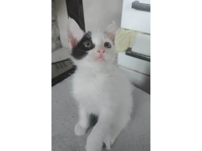 Gato ra a SRD-ViraLata idade Abaixo de 2 meses nome Pipoca