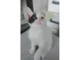 Pipoca