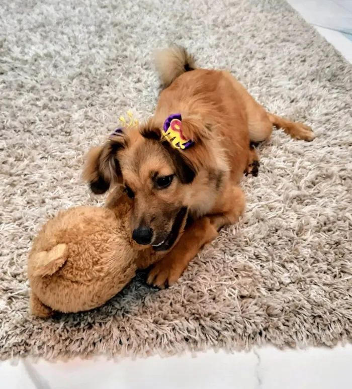 Cachorro ra a SRD-ViraLata idade 7 a 11 meses nome Sorte 