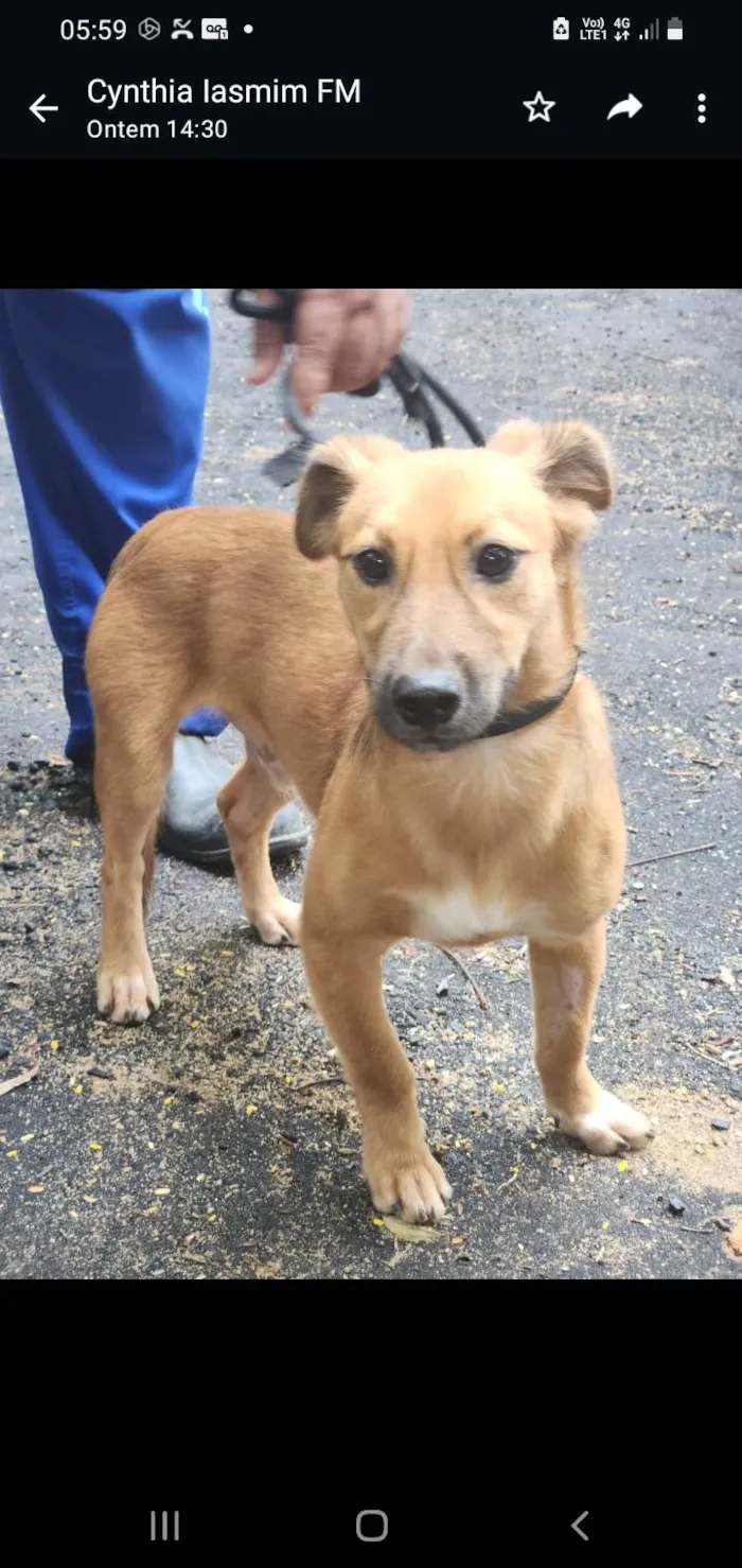 Cachorro ra a SRD-ViraLata idade 1 ano nome Popozinho