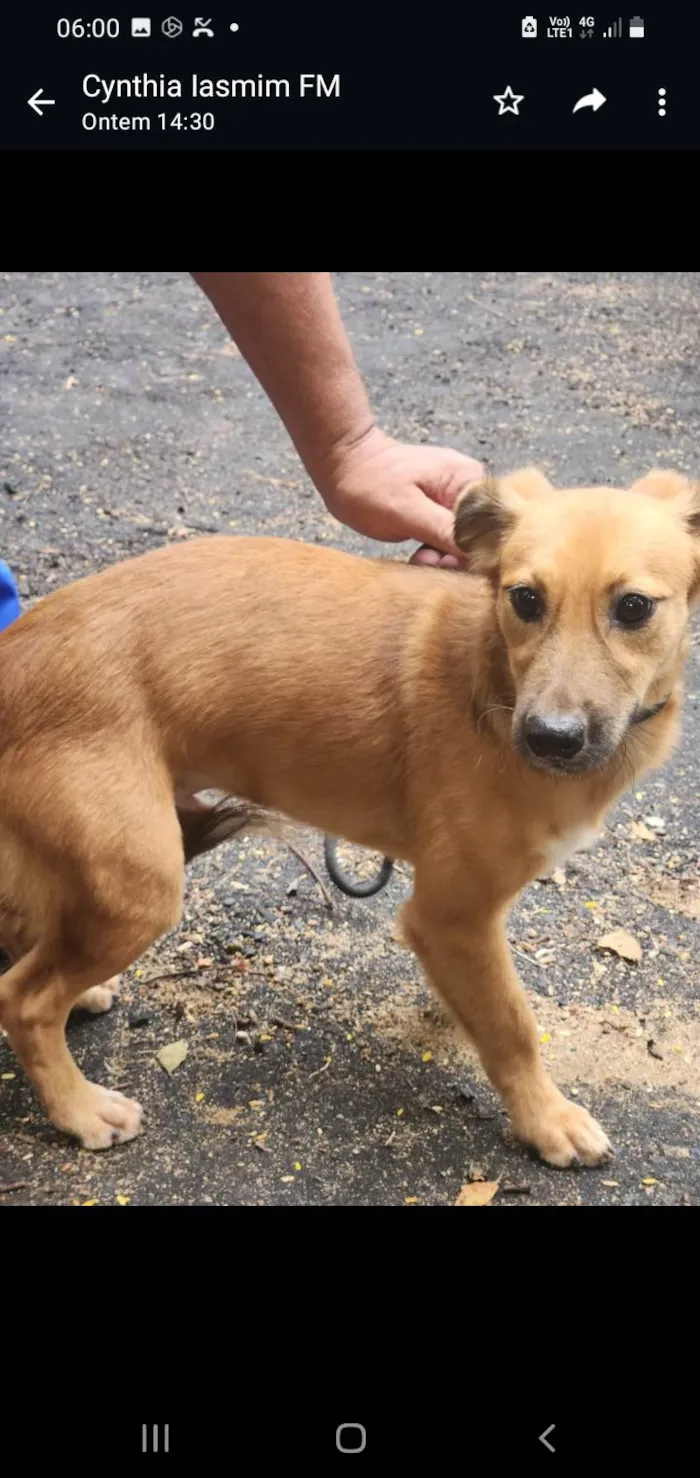 Cachorro ra a SRD-ViraLata idade 1 ano nome Popozinho