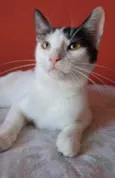 AKIRA