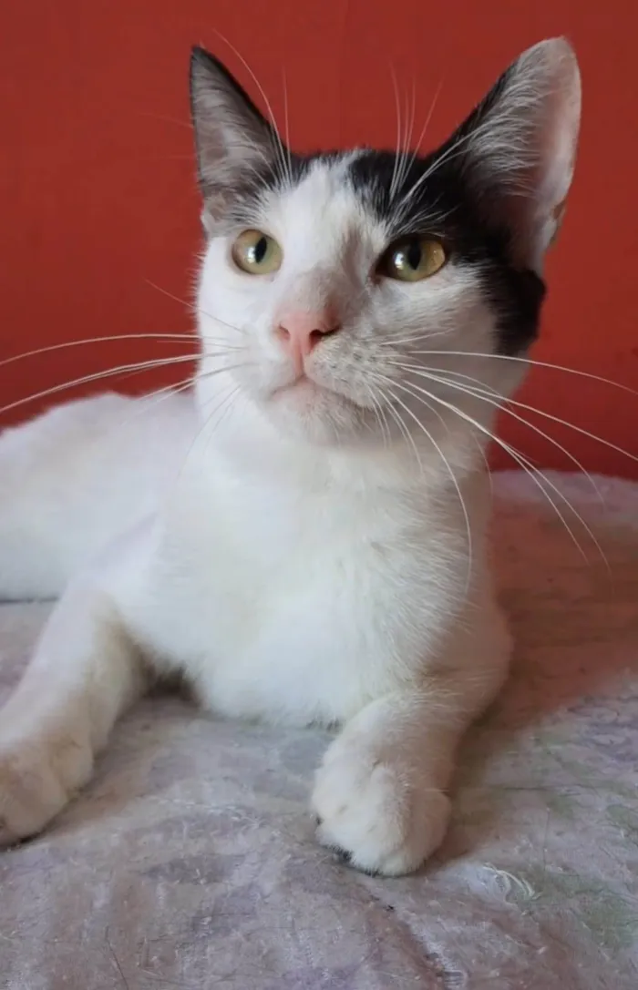 Gato ra a srd idade 2 a 6 meses nome AKIRA