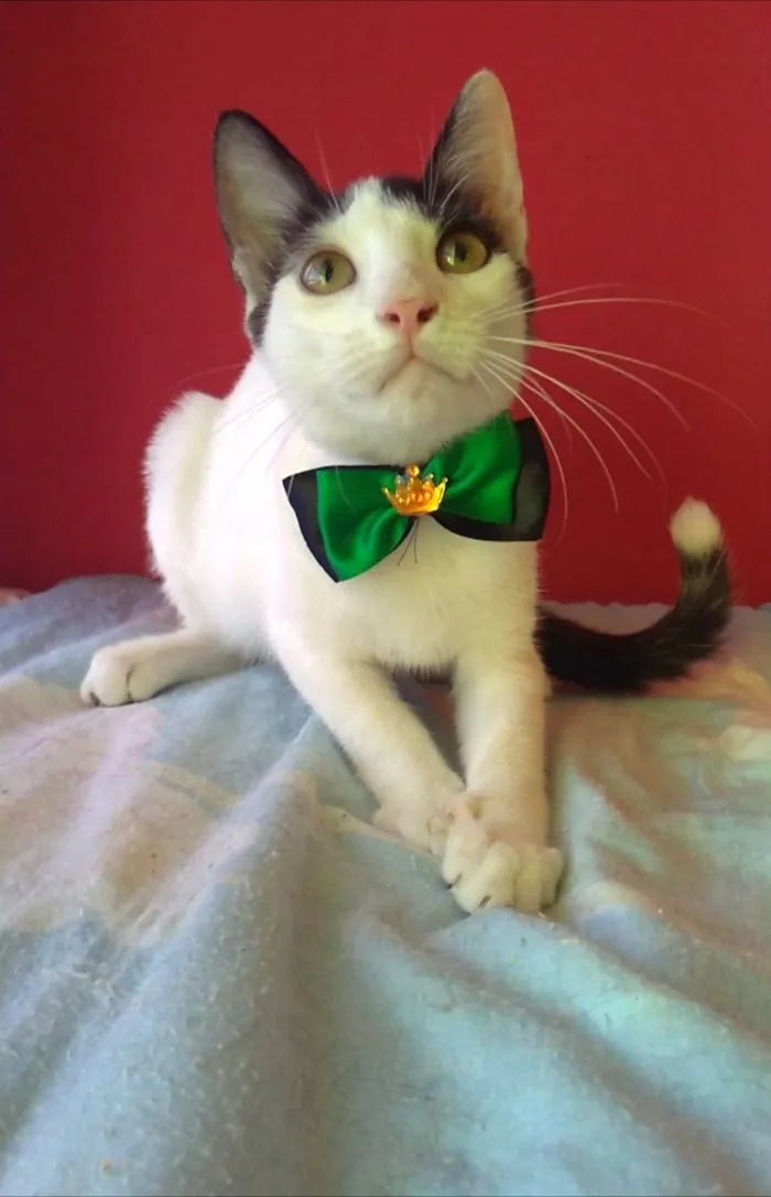 Gato ra a srd idade 2 a 6 meses nome AKIRA