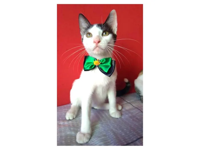 Gato ra a srd idade 2 a 6 meses nome AKIRA