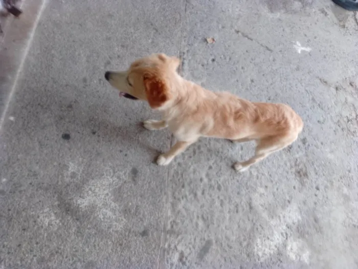 Cachorro ra a Acho que é labrador com vira lata idade 2 anos nome Pitoca