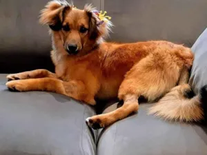 Cachorro raça SRD-ViraLata idade 7 a 11 meses nome Sorte 