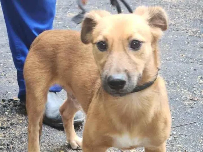 Cachorro ra a SRD-ViraLata idade 1 ano nome Popozinho
