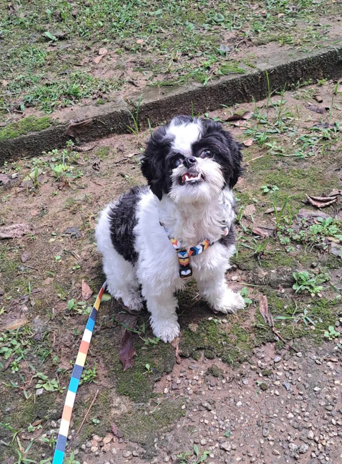 Cachorro ra a Shih-tzu idade 1 ano nome Dara